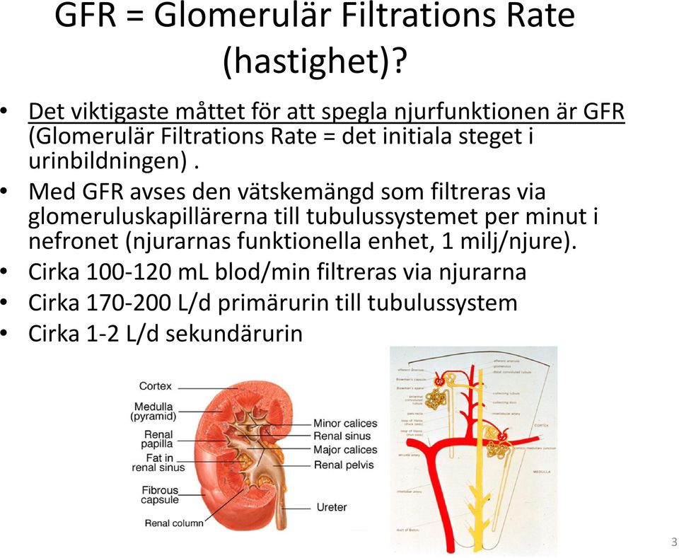 urinbildningen).