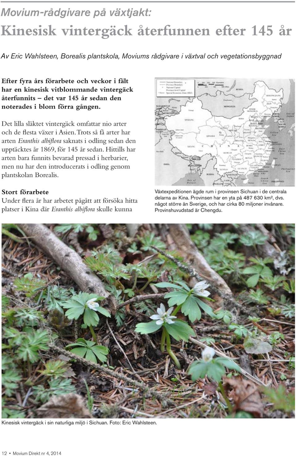 Trots så få arter har arten Eranthis albiflora saknats i odling sedan den upptäcktes år 1869, för 145 år sedan.