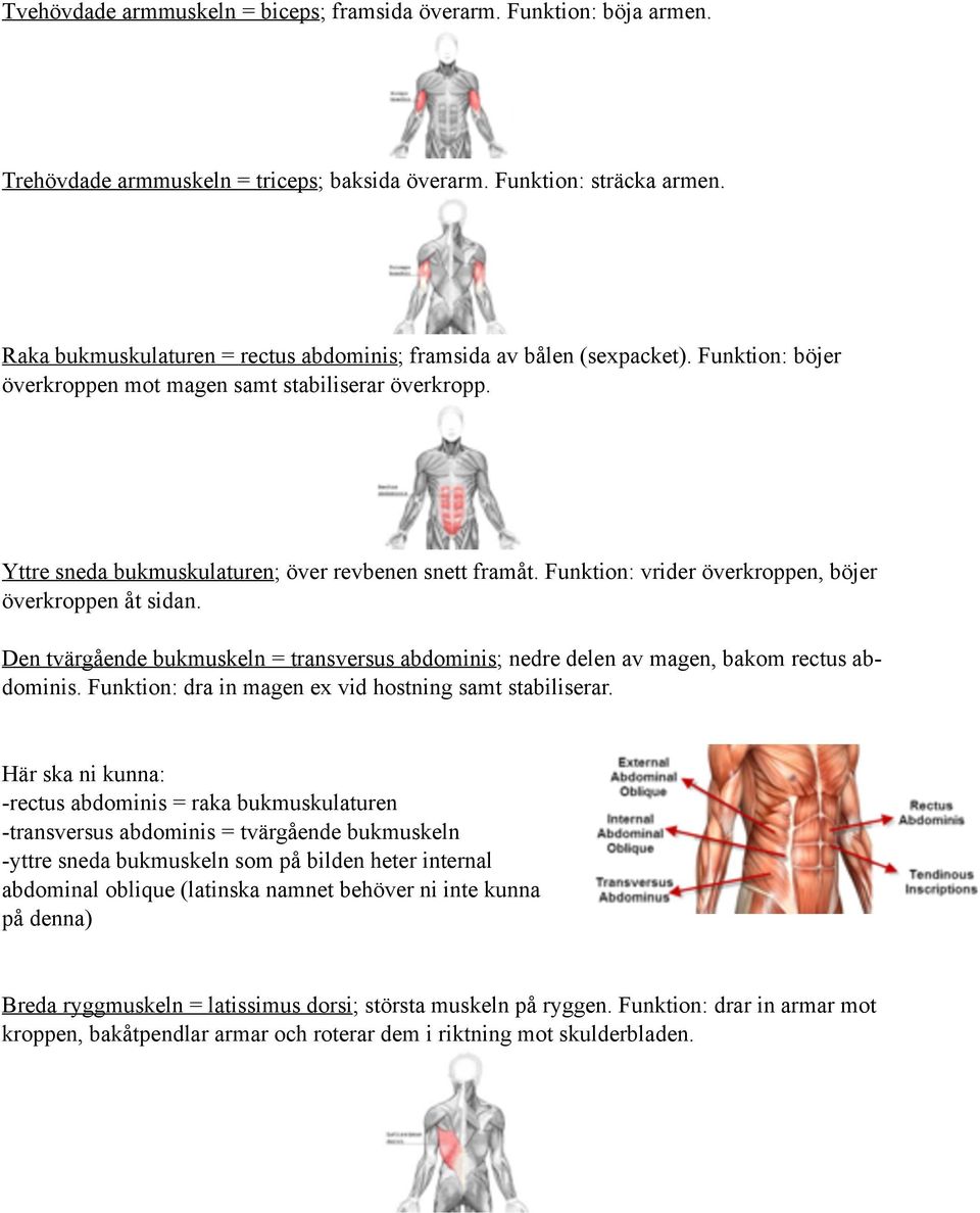 Funktion: vrider överkroppen, böjer överkroppen åt sidan. Den tvärgående bukmuskeln = transversus abdominis; nedre delen av magen, bakom rectus abdominis.