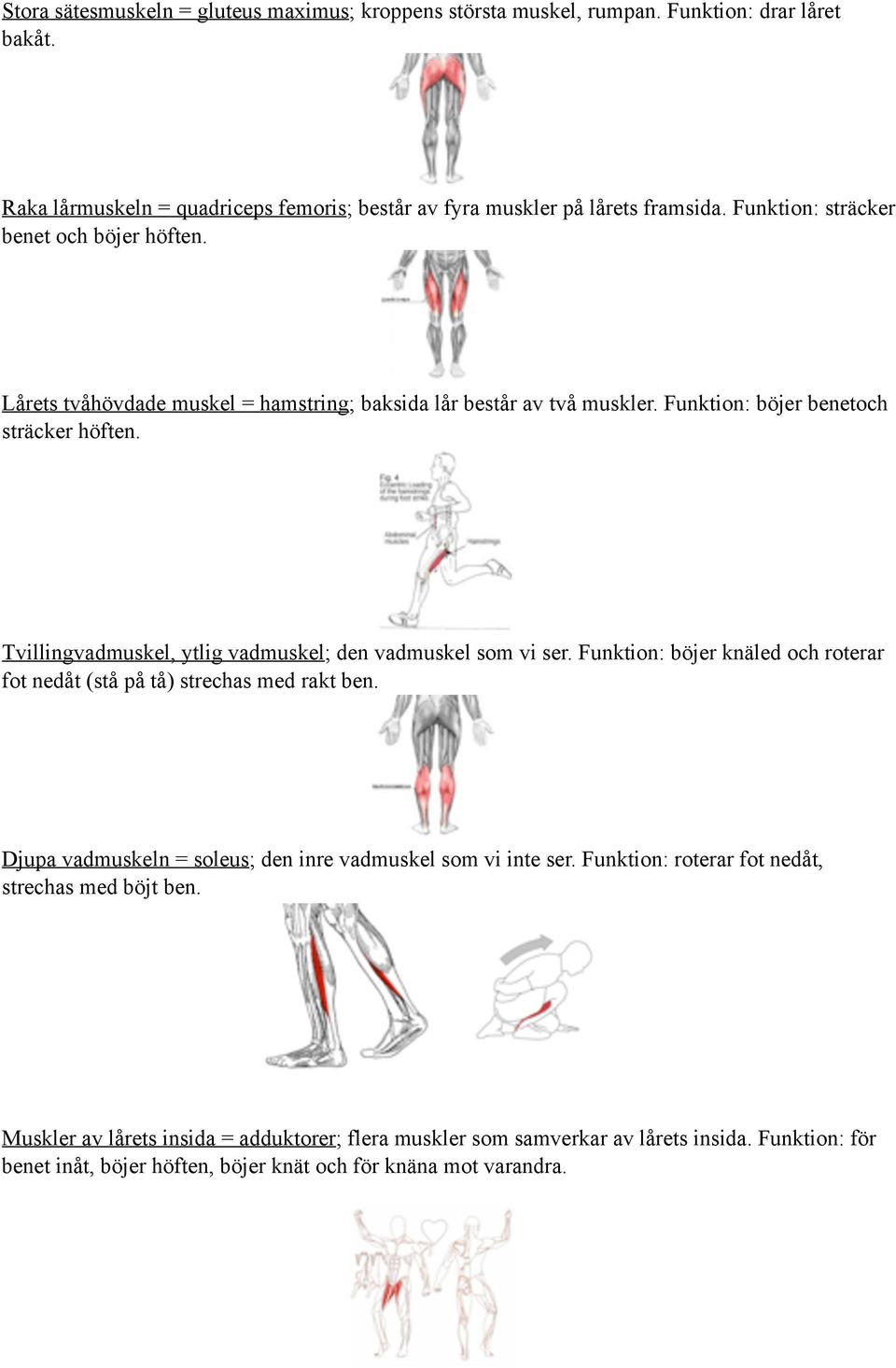 Tvillingvadmuskel, ytlig vadmuskel; den vadmuskel som vi ser. Funktion: böjer knäled och roterar fot nedåt (stå på tå) strechas med rakt ben.