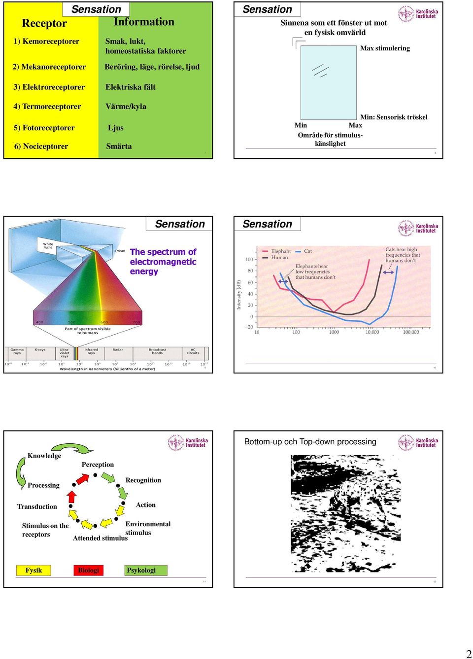 Max Område för stimuluskänslighet 8 Sensation Sensation The spectrum of electromagnetic energy ERSÄTT MED FIG 12.