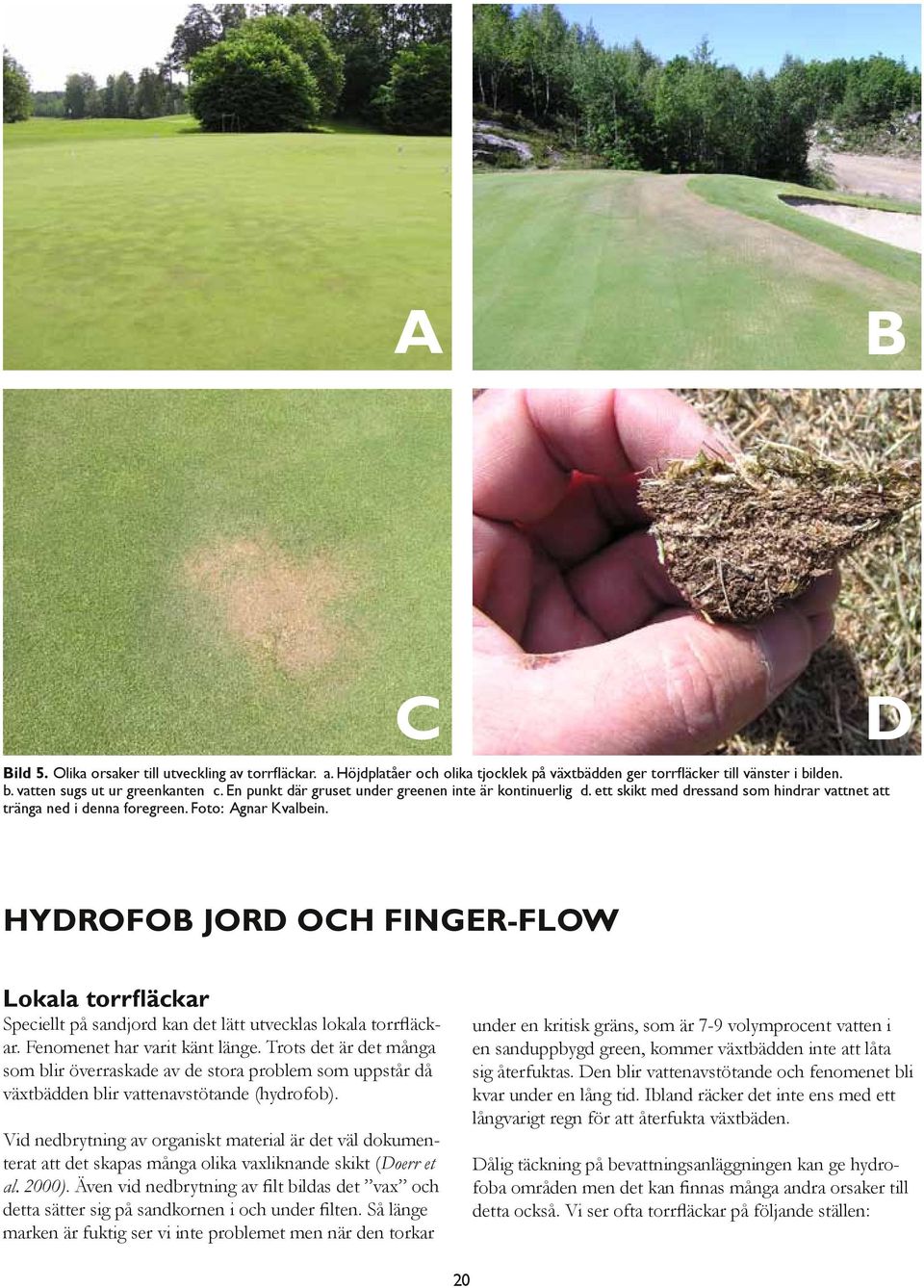 D Hydrofob jord och finger-flow Lokala torrfläckar Speciellt på sandjord kan det lätt utvecklas lokala torrfläckar. Fenomenet har varit känt länge.