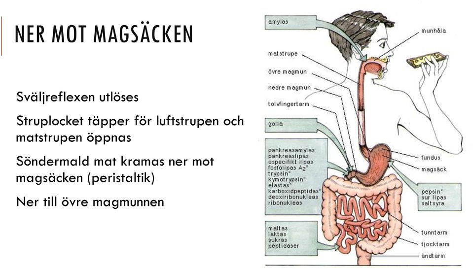 matstrupen öppnas Söndermald mat kramas ner