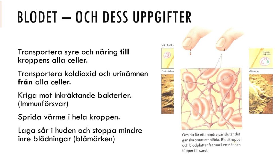 Kriga mot inkräktande bakterier.