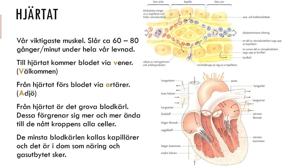 (Adjö) Från hjärtat är det grova blodkärl.