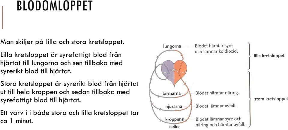 syrerikt blod till hjärtat.