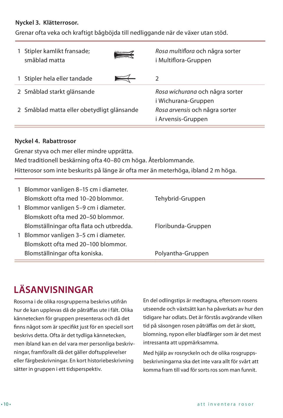 Rosa wichurana och några sorter i Wichurana-Gruppen Rosa arvensis och några sorter i Arvensis-Gruppen Nyckel 4. Rabattrosor Grenar styva och mer eller mindre upprätta.