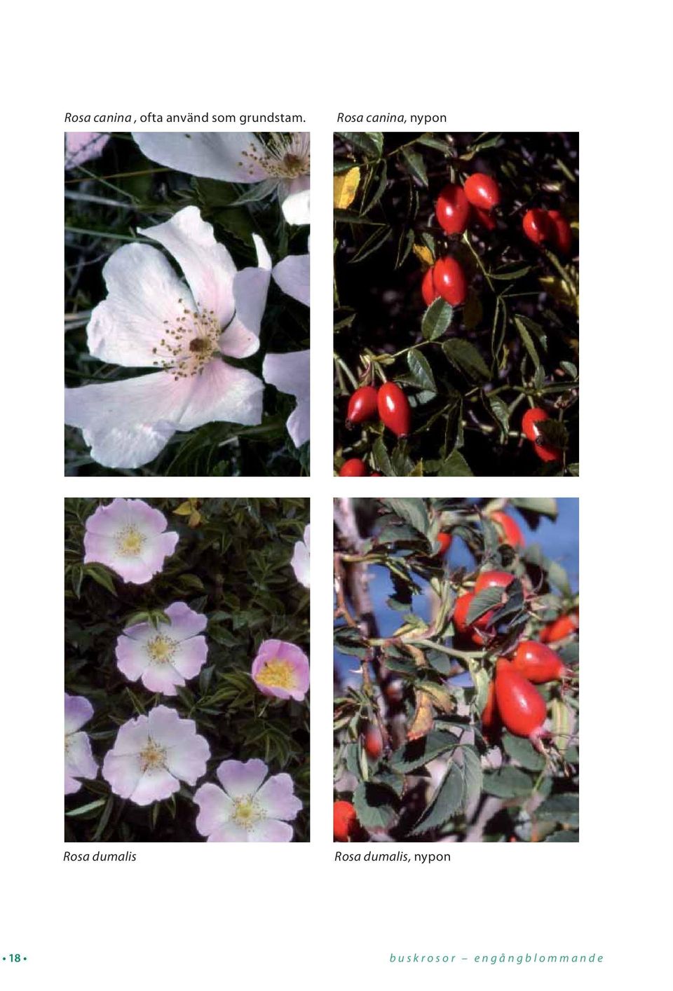 Rosa canina, nypon Rosa