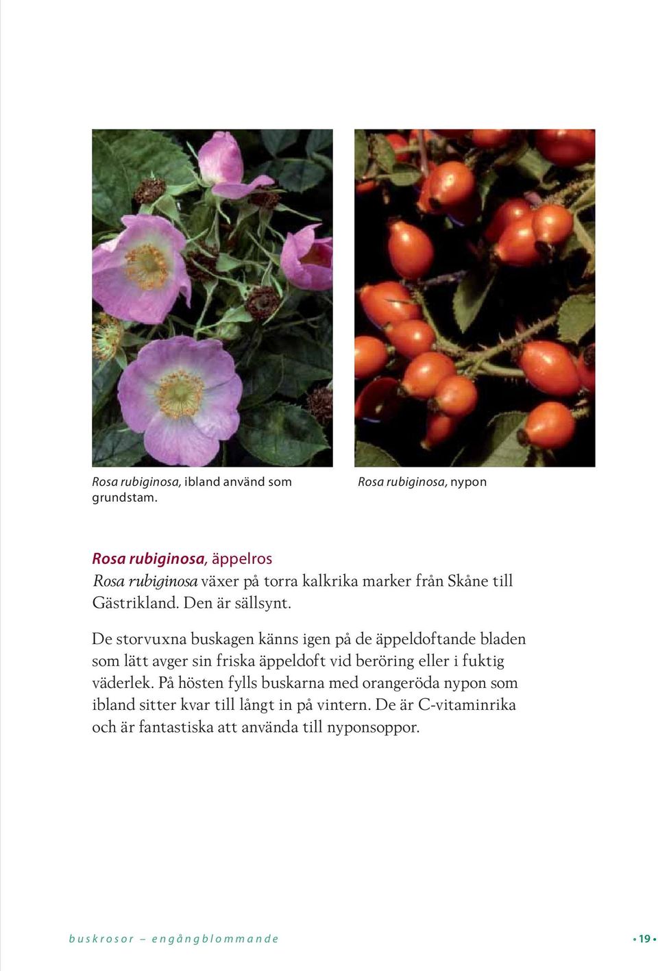 Den är sällsynt.