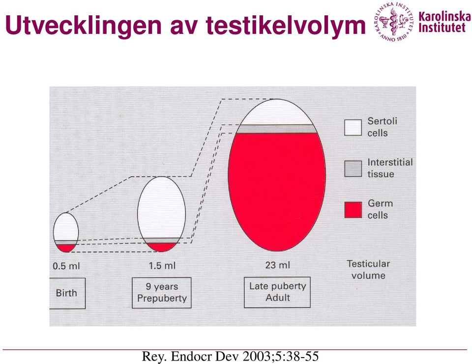 testikelvolym