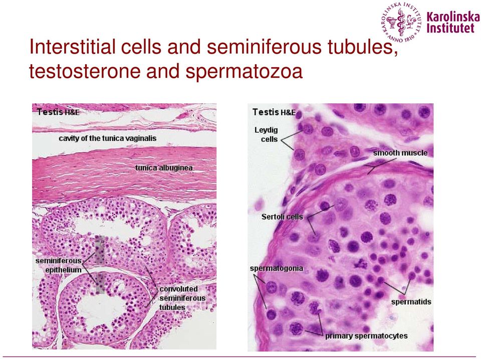 tubules,