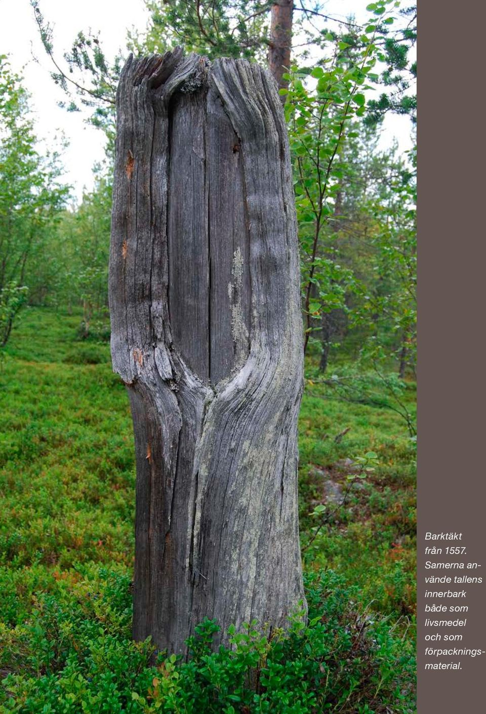 Samerna använde tallens innerbark