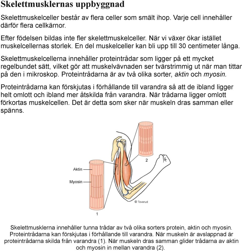 Skelettmuskelcellerna innehåller proteintrådar som ligger på ett mycket regelbundet sätt, vilket gör att muskelvävnaden ser tvärstrimmig ut när man tittar på den i mikroskop.