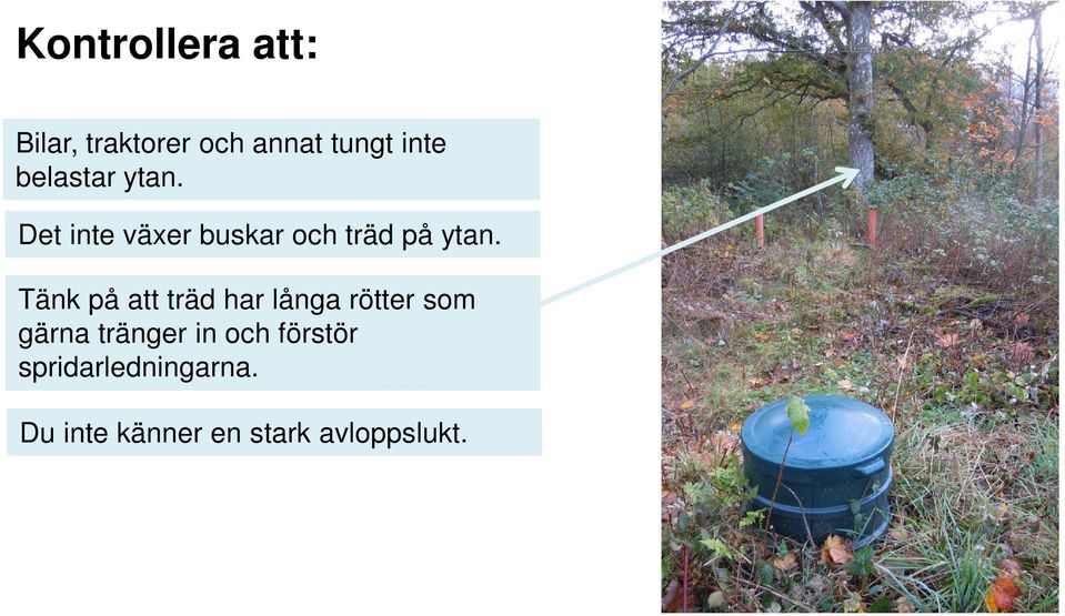 Tänk på att träd har långa rötter som gärna tränger in och