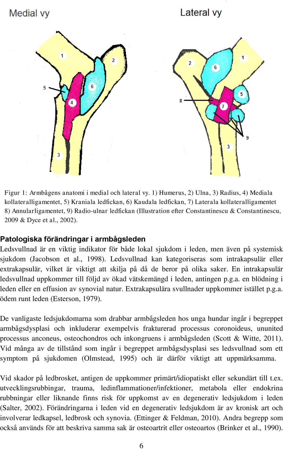 (Illustration efter Constantinescu & Constantinescu, 2009 & Dyce et al., 2002).