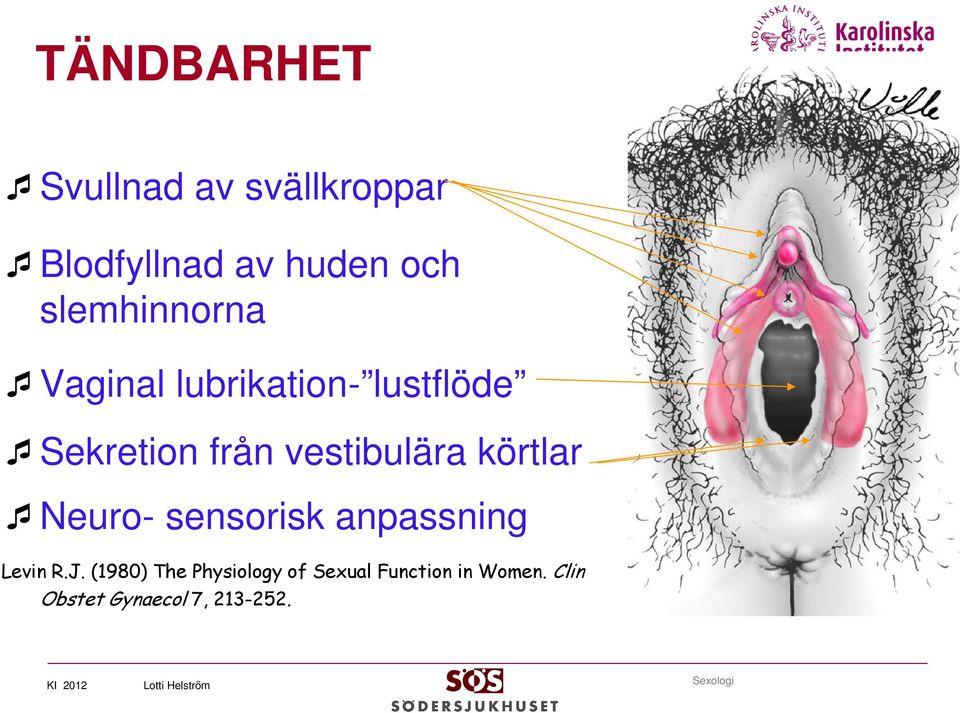 körtlar Neuro- sensorisk anpassning Levin R.J.