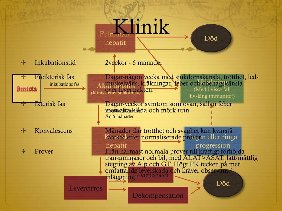 (klinisk eller subklinisk) Virus kvarstår mer Än 6 månader (Med i vissa fall livslång immunitet) Ikterisk fas Dagar-veckor symtom som ovan, sällan feber men ofta klåda och mörk urin.
