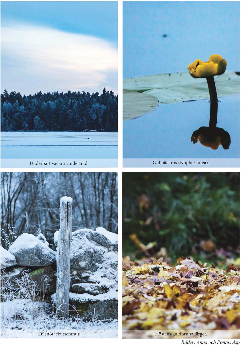 En snötäckt stenmur.