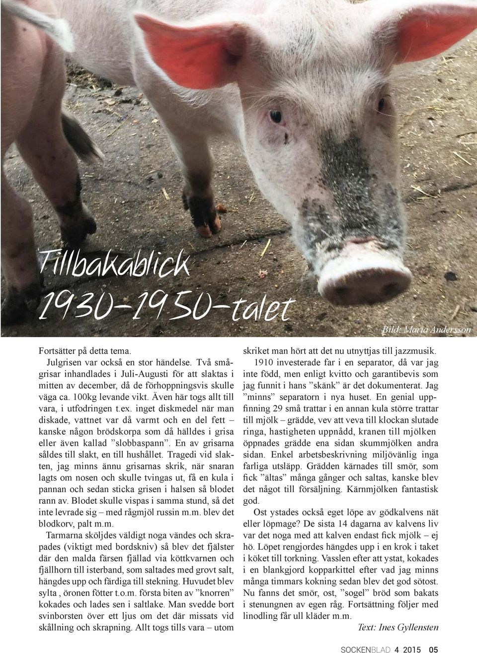 En av grisarna såldes till slakt, en till hushållet.