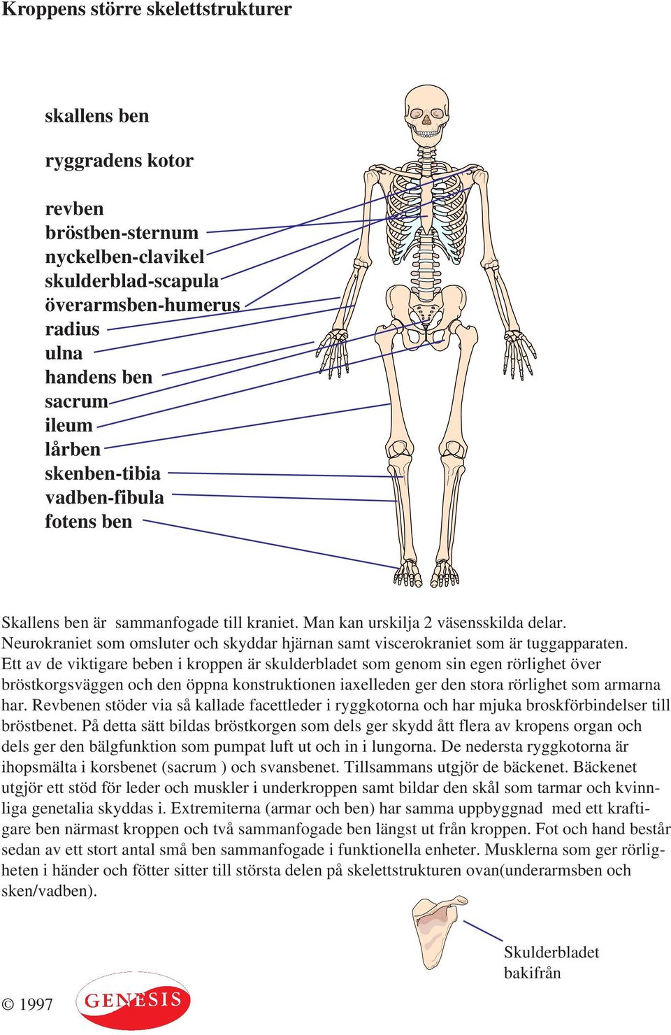 Skelettet. Benens byggnad Benen bildar kroppens viktigaste stödjevävnad och  - PDF Gratis nedladdning