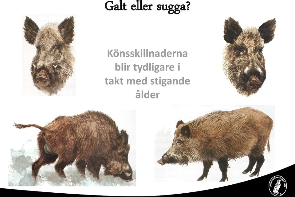 blir tydligare i