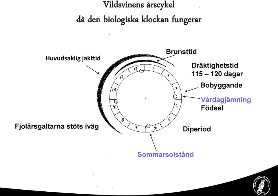 Dräktighetstid 115 120 dagar Bobyggande