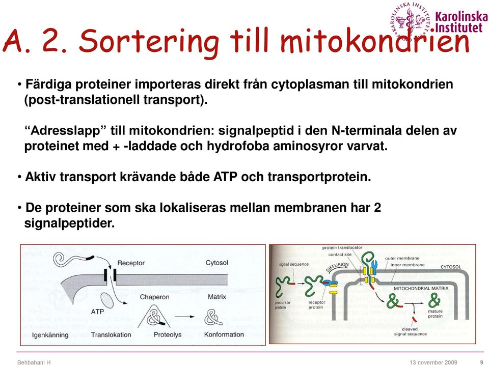 Adresslapp till mitokondrien: signalpeptid i den N-terminala delen av proteinet med + -laddade och