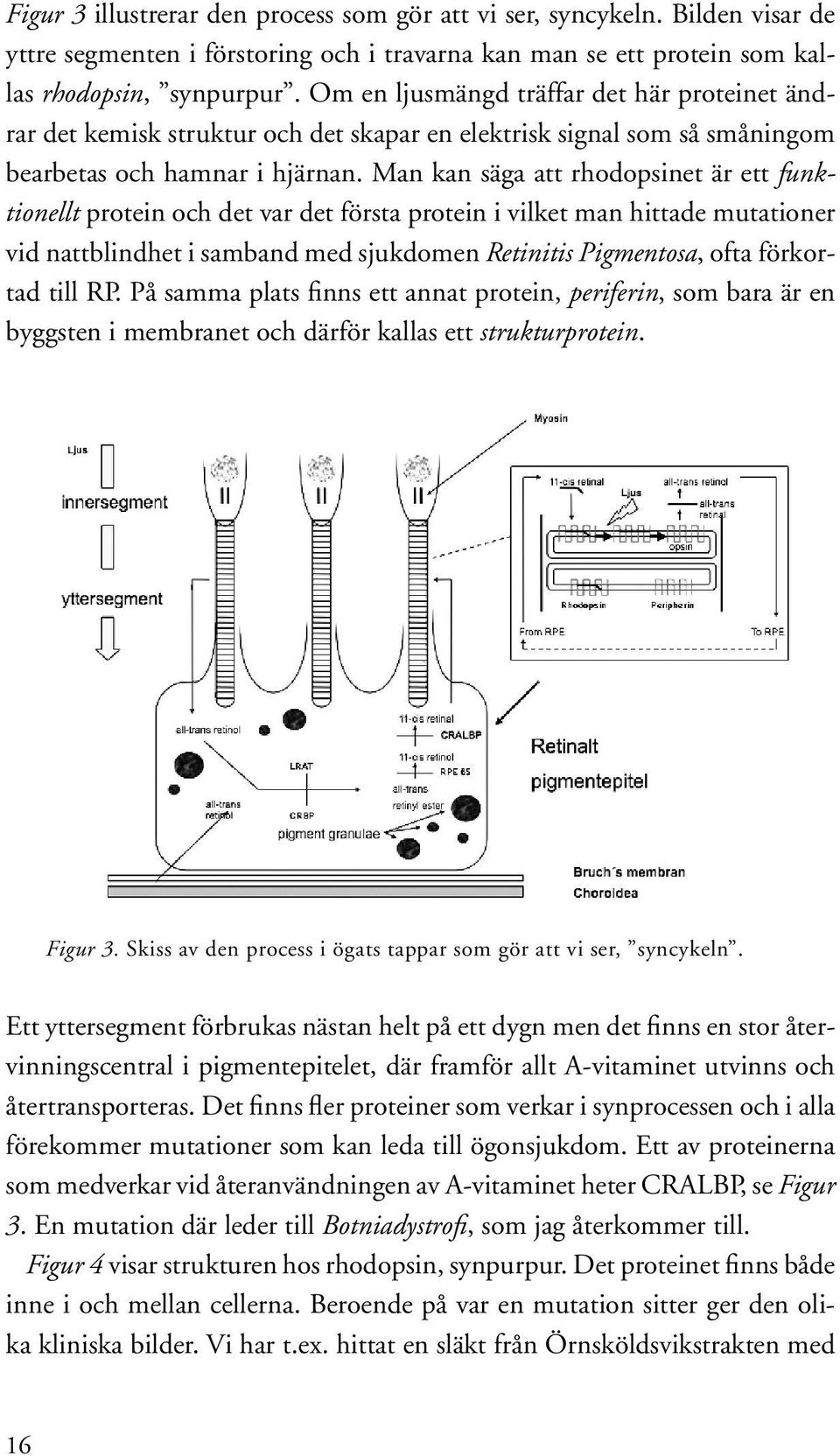 Man kan säga att rhodopsinet är ett funktionellt protein och det var det första protein i vilket man hittade mutationer vid nattblindhet i samband med sjukdomen Retinitis Pigmentosa, ofta förkortad