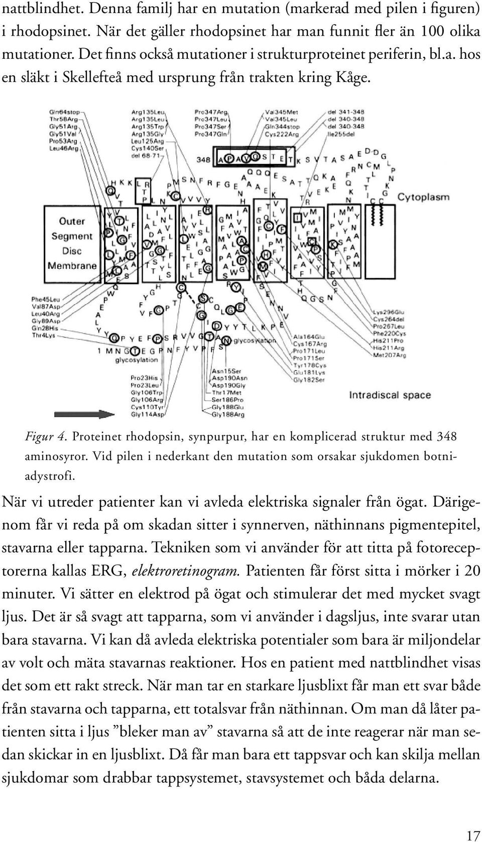 Proteinet rhodopsin, synpurpur, har en komplicerad struktur med 348 aminosyror. Vid pilen i nederkant den mutation som orsakar sjukdomen botniadystrofi.