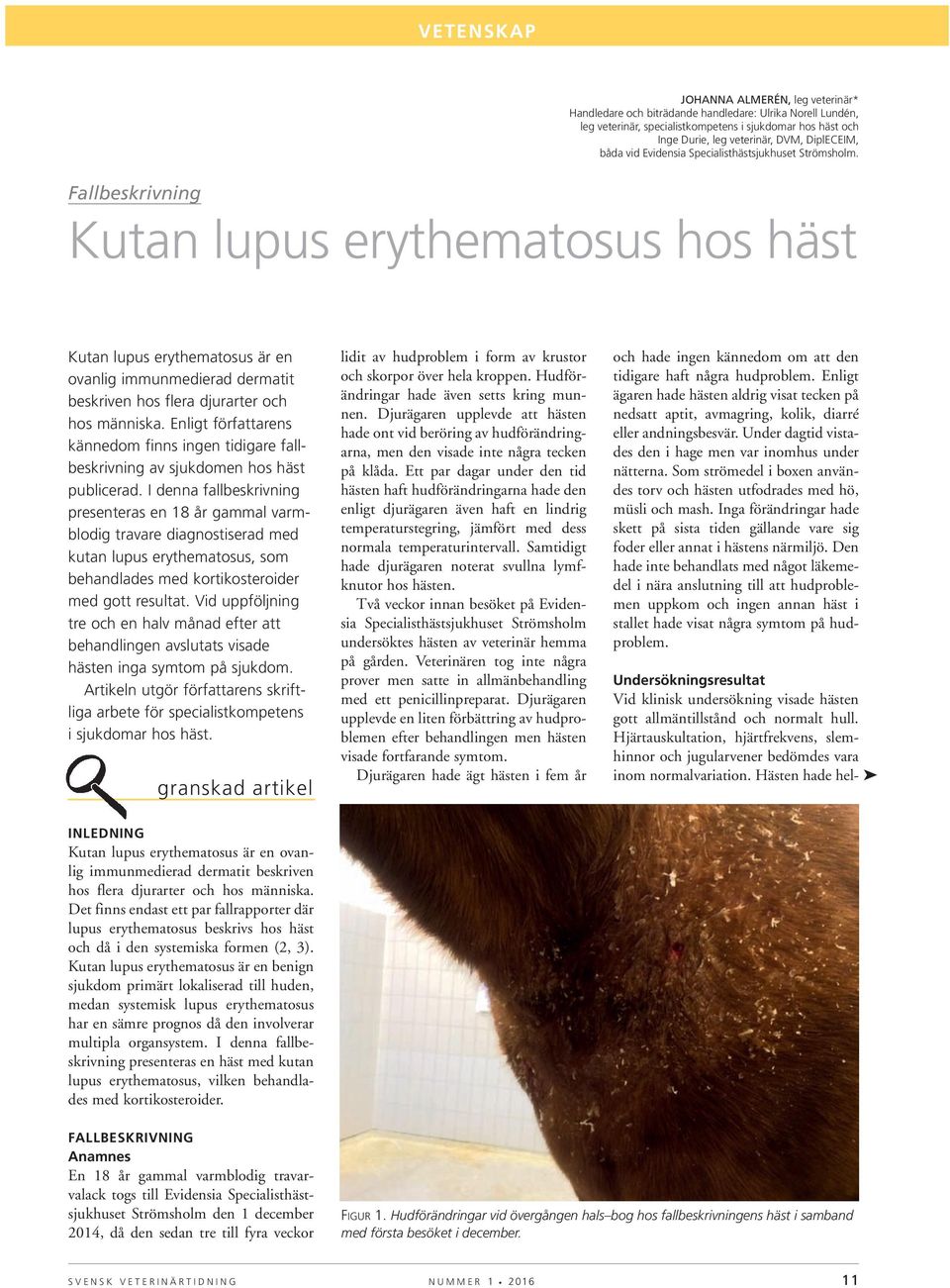 Fallbeskrivning Kutan lupus erythematosus hos häst Kutan lupus erythematosus är en ovanlig immunmedierad dermatit beskriven hos flera djurarter och hos människa.