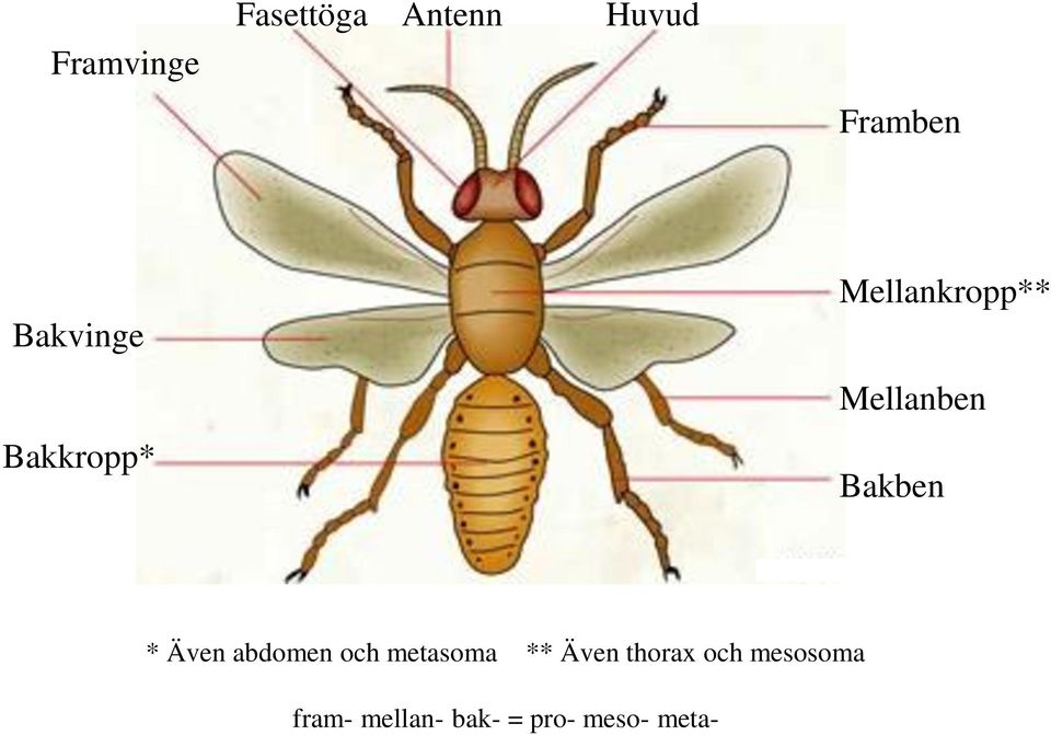 Bakben * Även abdomen och metasoma ** Även