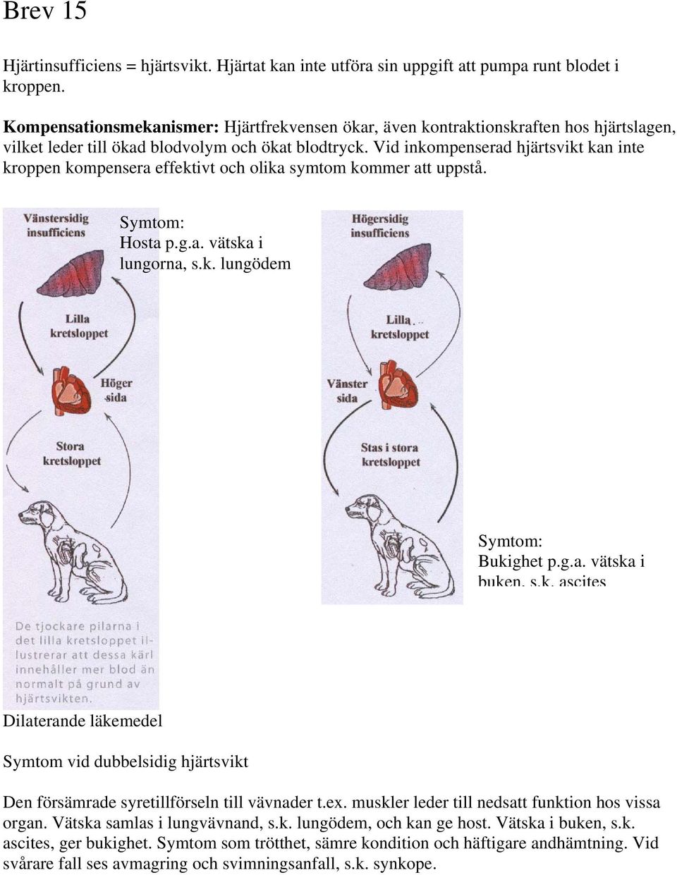 Vid inkompenserad hjärtsvikt kan inte kroppen kompensera effektivt och olika symtom kommer att uppstå. Symtom: Hosta p.g.a. vätska i lungorna, s.k. lungödem Symtom: Bukighet p.g.a. vätska i buken, s.