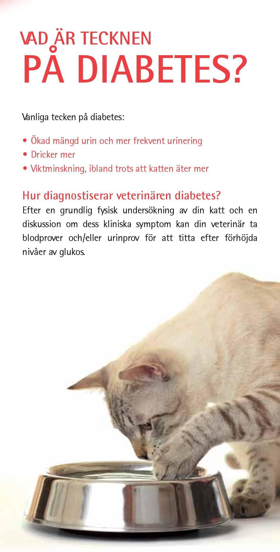 ibland trots att katten äter mer Hur diagnostiserar veterinären diabetes?
