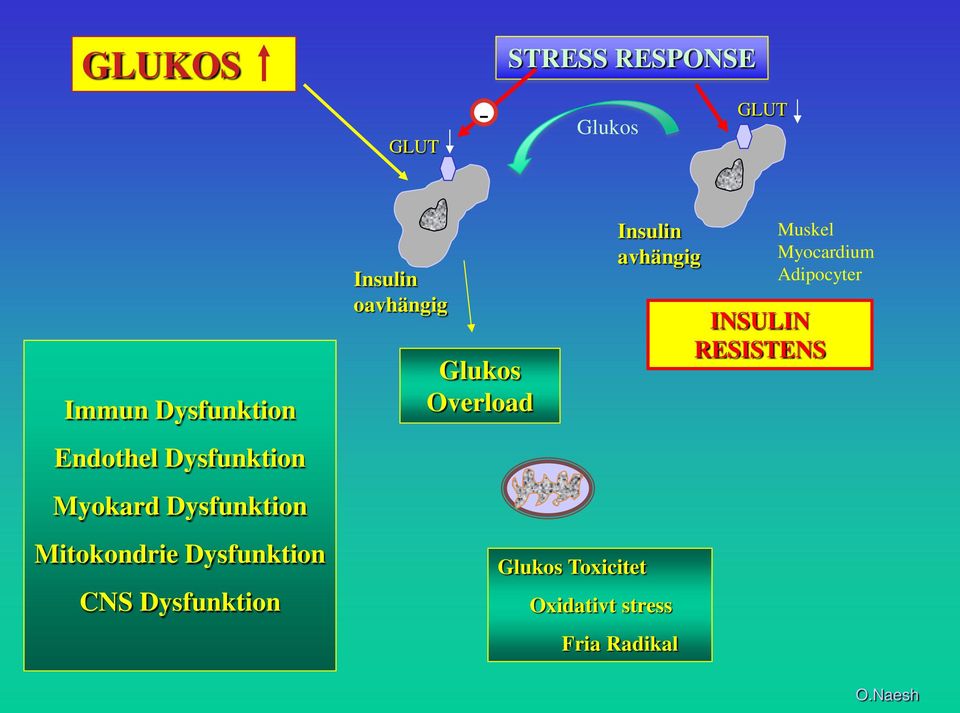 Insulin oavhängig Glukos Overload Glukos Toxicitet Insulin avhängig
