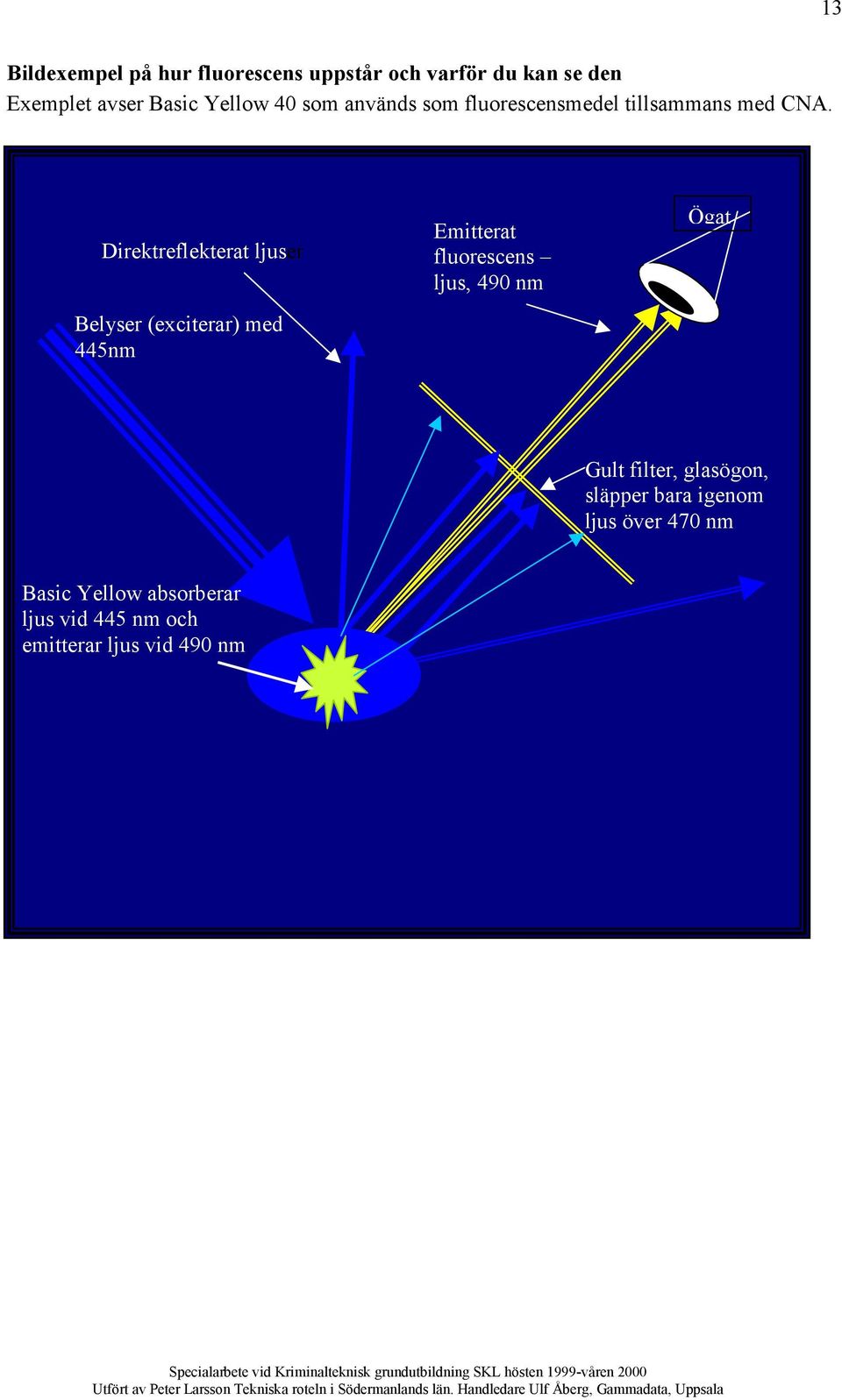 Direktreflekterat ljuser Belyser (exciterar) med 445nm Emitterat fluorescens ljus, 490 nm Ögat Gult