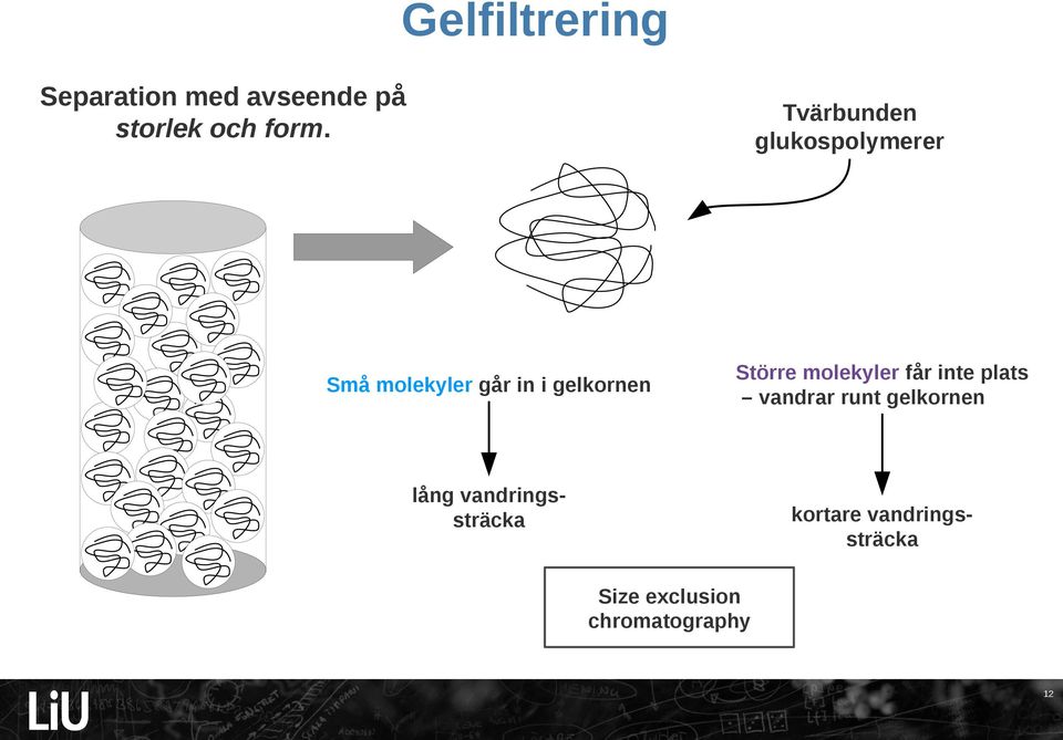 Större molekyler får inte plats vandrar runt gelkornen lång