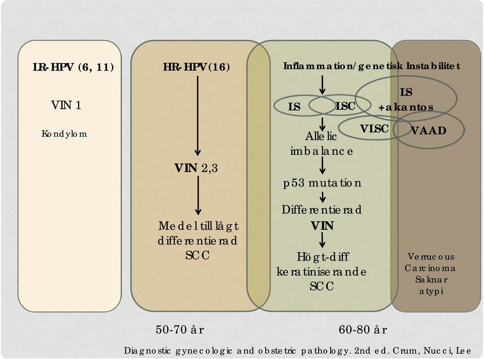 SCC Differentierad VIN Högt-diff keratiniserande SCC Verrucous Carcinoma Saknar atypi