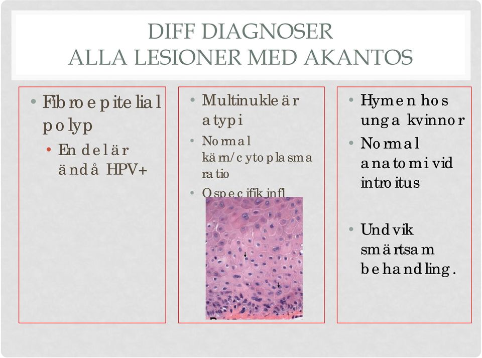 kärn/cytoplasma ratio Ospecifik infl Hymen hos unga