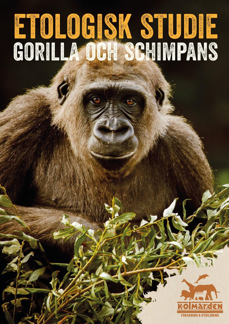 gorilla