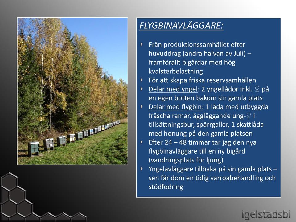 på en egen botten bakom sin gamla plats Delar med flygbin: 1 låda med utbyggda fräscha ramar, äggläggande ung- i tillsättningsbur, spärrgaller, 1