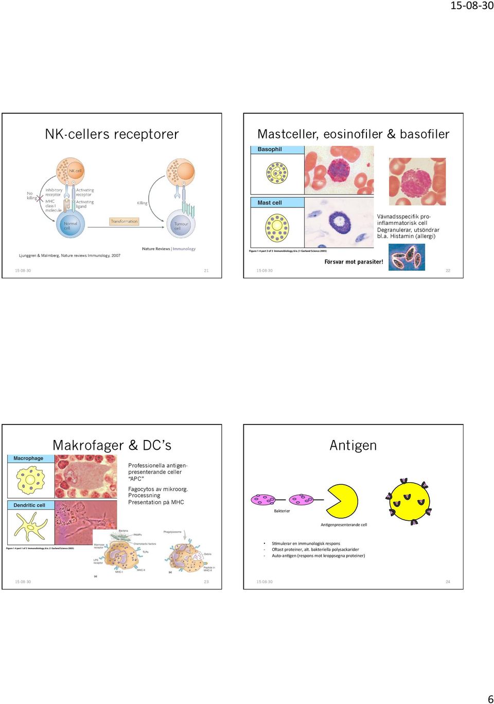 Processning Presentation på MHC Bakterier AnIgenpresenterande cell - - 23 SImulerar en immunologisk respons OUast proteiner, alt.
