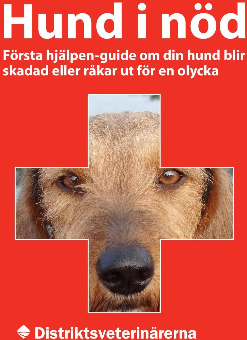 hund blir skadad