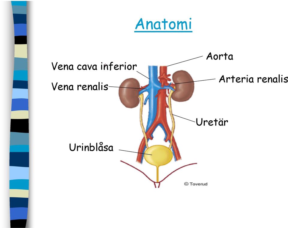 renalis Aorta