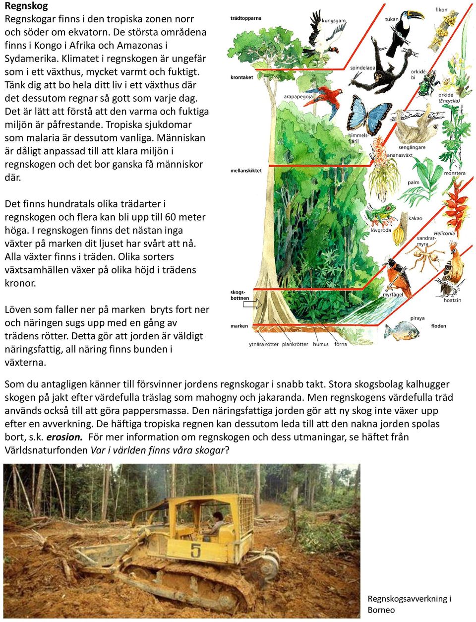 Det är lätt att förstå att den varma och fuktiga miljön är påfrestande. Tropiska sjukdomar som malaria är dessutom vanliga.