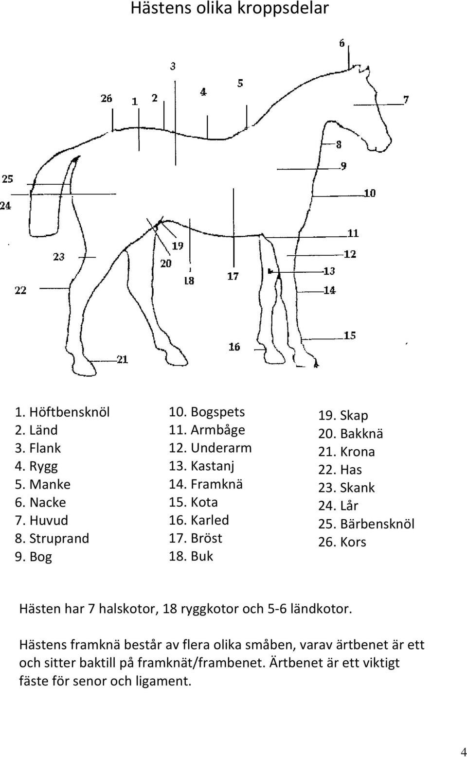 Karled 25. Bärbensknöl 17. Bröst 26. Kors 18. Buk Hästen har 7 halskotor, 18 ryggkotor och 5 6 ländkotor.