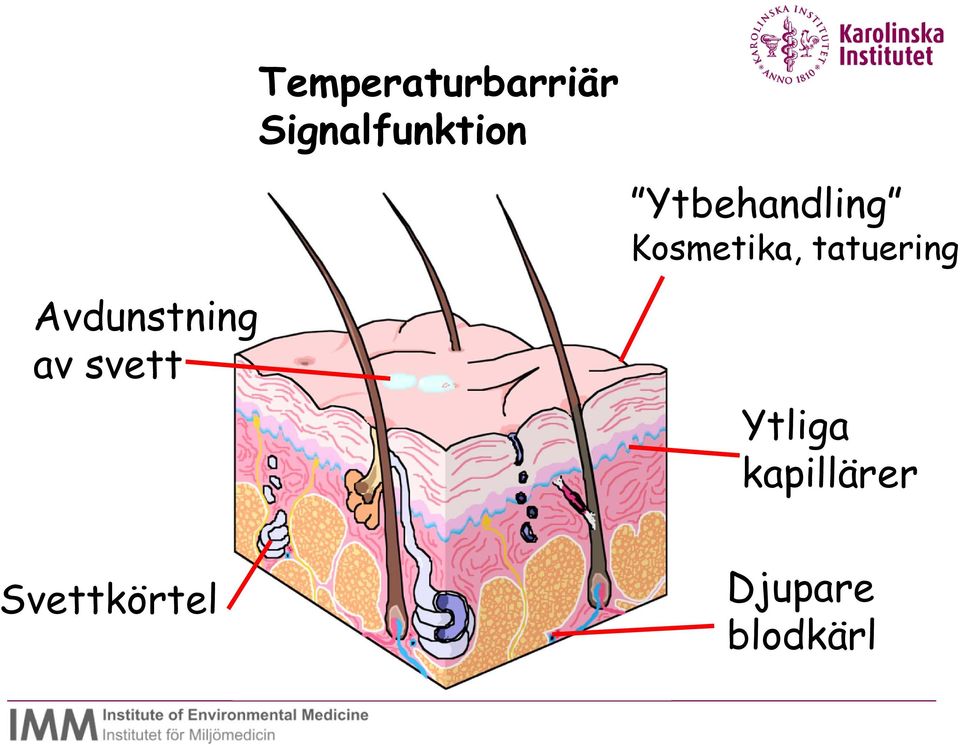 Avdunstning av svett Ytliga