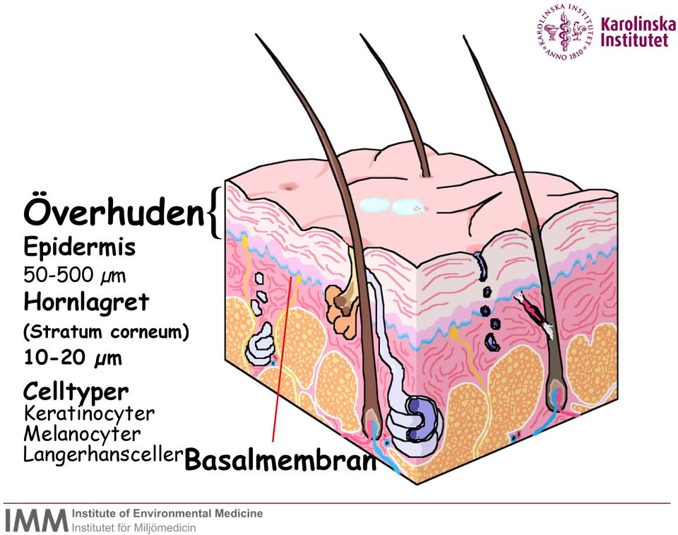 10-20 µm { Celltyper