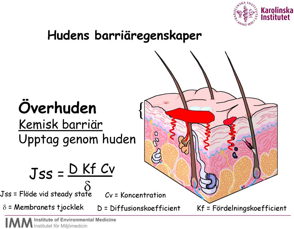 steady state Cv = Koncentration = Membranets