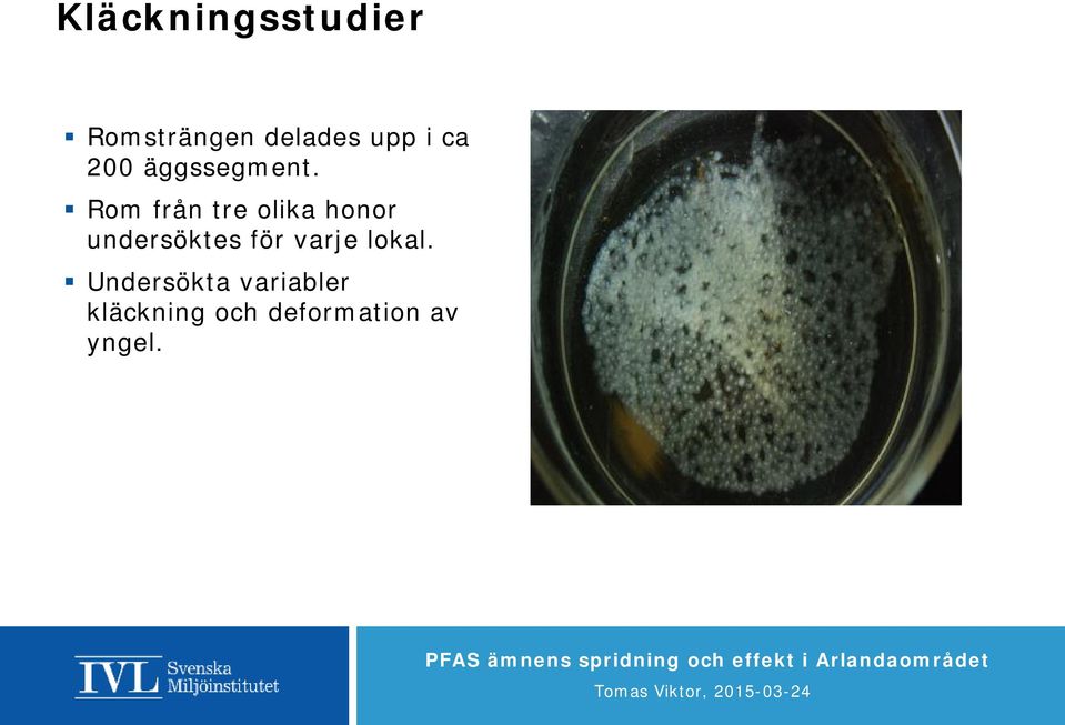Rom från tre olika honor undersöktes för