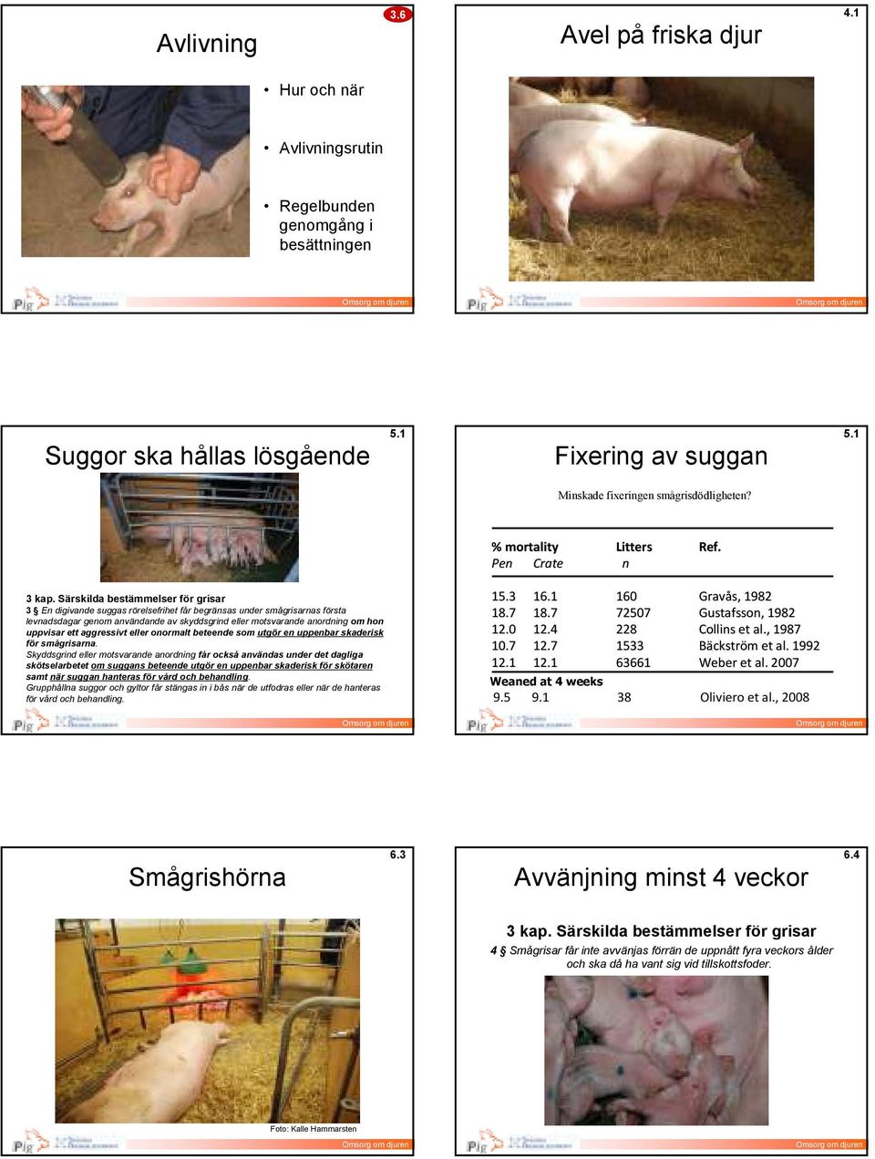 Särskilda bestämmelser för grisar 3 En digivande suggas rörelsefrihet får begränsas under smågrisarnas första levnadsdagar genom användande av skyddsgrind eller motsvarande anordning om hon uppvisar